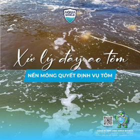 XỬ LÝ ĐÁY AO TÔM: NỀN MÓNG QUYẾT ĐỊNH THÀNH CÔNG VỤ NUÔI