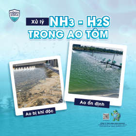 Xử lý NH3 H2S trong ao tôm: Giải pháp giảm khí độc nhanh và an toàn