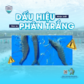 Xử lý phân trắng cho tôm: Nguyên nhân, dấu hiệu và hướng xử lý an toàn, hiệu quả